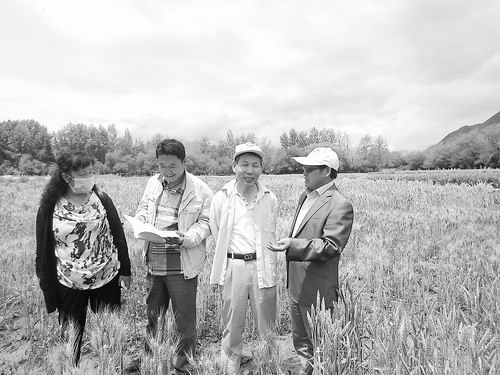 遺傳發(fā)育所與西藏農(nóng)業(yè)研究所的科研人員在彩色冬小麥的實驗田中。